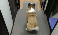 twerking